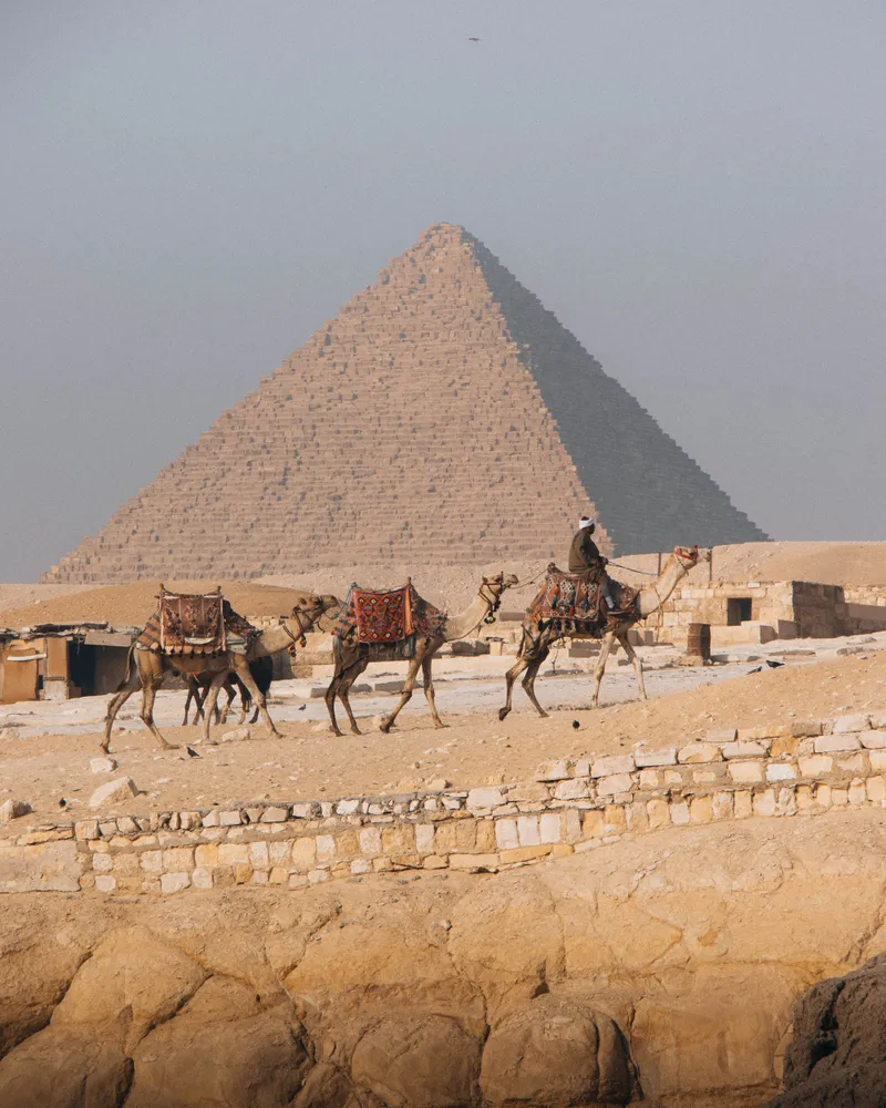 Camels in front of the Giza pyramids, Egypt